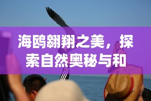 海鸥翱翔之美，探索自然奥秘与和谐共生之道